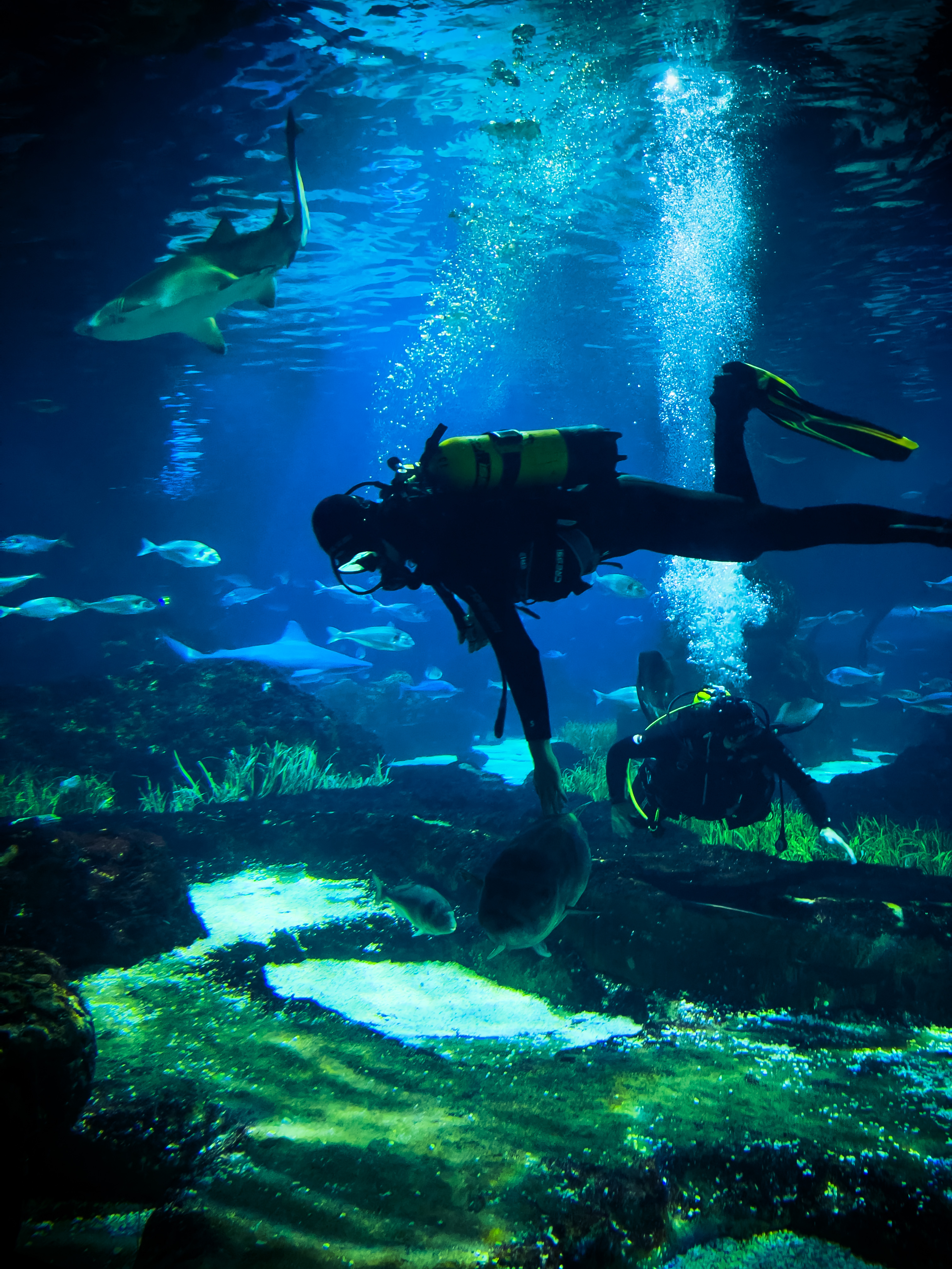 Scuba